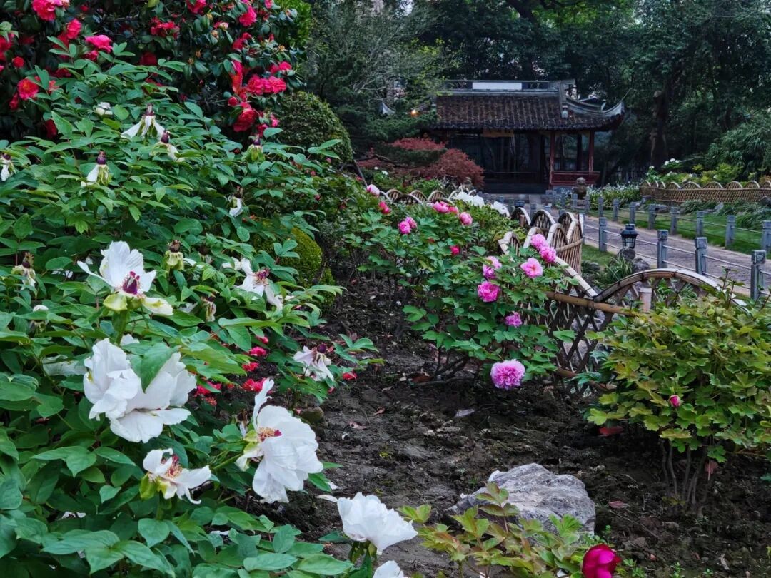 peony.jpg